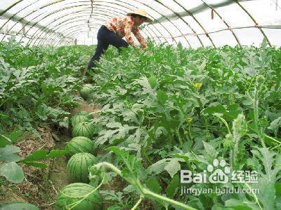 甜瓜施肥 棉田套种西瓜 优化施肥瓜甜瓜大