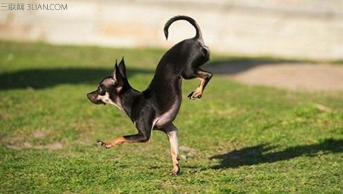 狗狗跑起来后腿兔子蹦 前腿跑最快的狗是什么狗