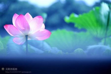 善良是一朵美丽的花 善良，是一朵温馨的花