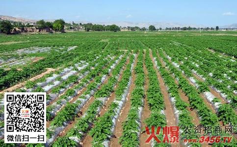 红薯地膜高产栽培技术 地膜春芸豆栽培技术