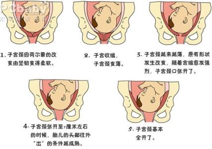 母猪分娩过程全程视频 分娩产程的禁忌及过程长的原因