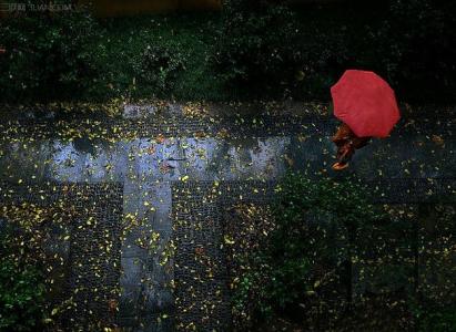 秋雨秋叶秋相思 一场秋雨寂寞了谁的相思