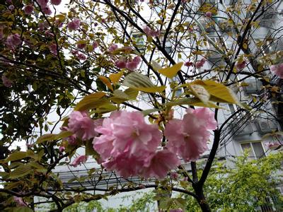 4月份开的花 4月开什么花