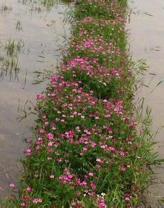 柳暗花明又一村 柳暗花明带着心灵去踏青