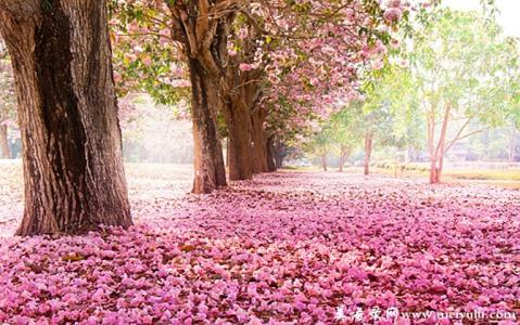 花开花落我依然会珍惜 花开花落，我一样会珍惜