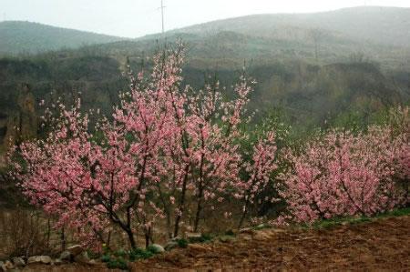 郑州桃花峪景区怎么样 桃花峪景区