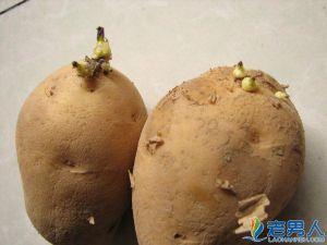土豆发芽几厘米不能吃 发芽的土豆能吃吗？