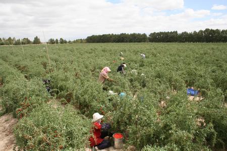 枸杞栽培技术 枸杞子的栽培技术与种植技术