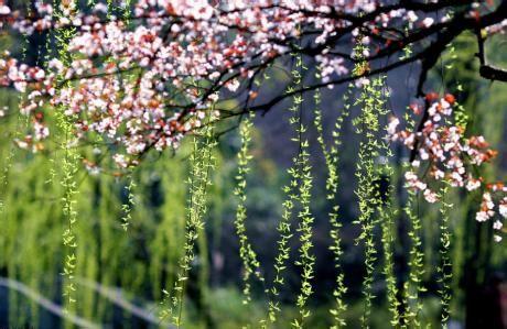 面朝大海春暖花开 我在春暖花开里等你