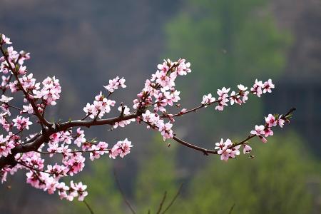 三生三世十里桃花诗词 桃花春色暖先开，明媚谁人不看来