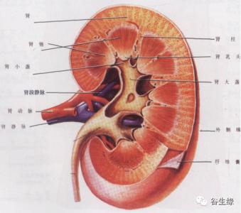 脏腑功能失调 怎么从头发看出脏腑功能的衰败