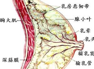 生理期股骨头疼痛 五大生理性乳房疼痛