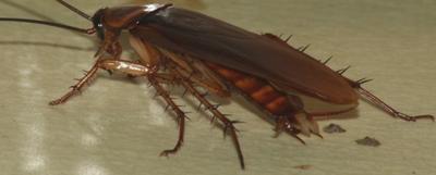 灭蟑螂的最有效方法 灭蟑螂有效的方法是什么