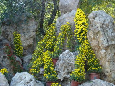 重阳节登高 重阳登高赏菊哪些景点合适