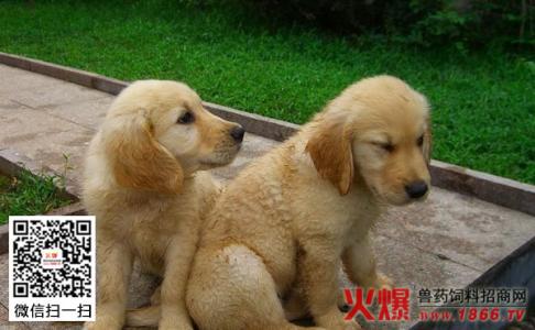 金毛在什么情况下咬人 金毛犬咬人吗