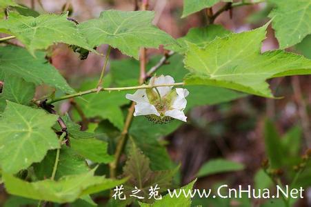 叶斑病 如何八仙花叶斑病