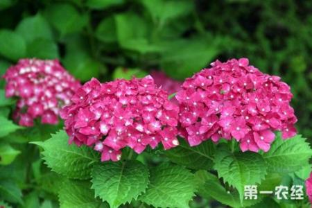 八仙花的养殖方法 八仙花的病虫害防治