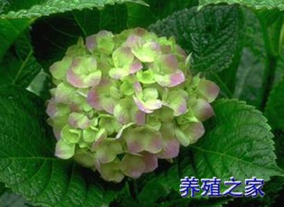 家养木本花卉图片大全 八仙花怎样繁殖