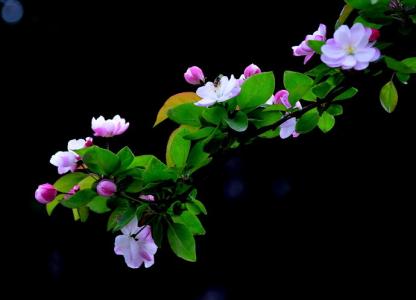 垂丝海棠和樱花的区别 垂丝海棠的主要价值