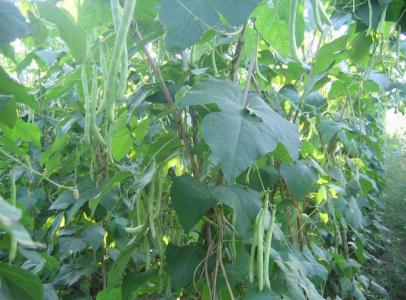 四季豆的种植与管理 四季豆种植的田间管理