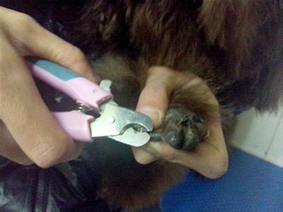 宠物犬剪指甲 教你如何给你的宠物剪指甲