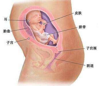 怀孕6个月要吃些什么 怀孕6个月应该吃些什么