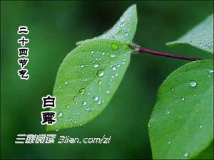 白露时节 【农谚】白露时节的植物