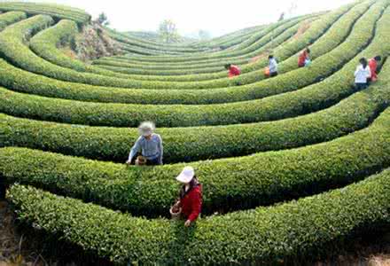 茶俗文化：茶山情歌，茶俗歌谣