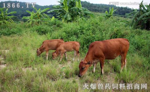 防治风湿病 牛趴窝风湿病的防治