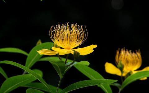 花语大全:金丝桃的花语