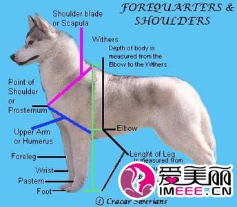 猛犬优质狗粮 保存优质狗粮新鲜的四步骤