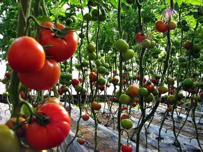 西红柿的种植方法视频 番茄的种植方法和时间