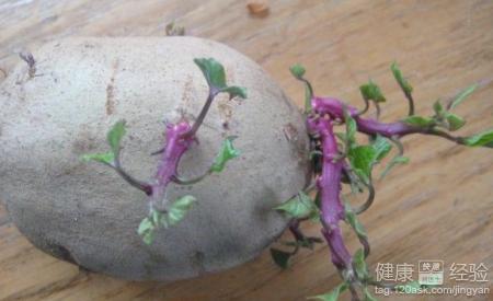 有点发芽的红薯能吃吗 地瓜发芽能吃吗