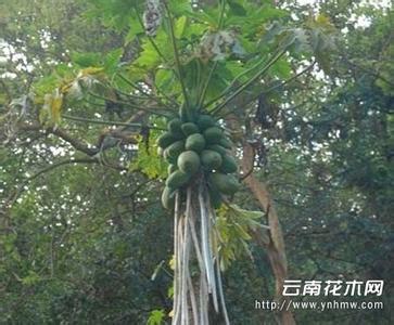 番木瓜的形态特征和生长习性