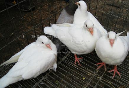 肉鸽的养殖方法 肉鸽烹饪方法