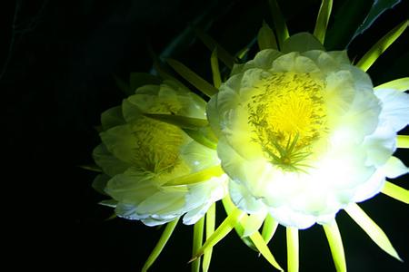 夜间活动植物 夜间盛开的花