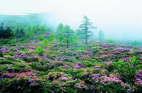 白马雪山高山杜鹃林 迪庆白马雪山高山杜鹃林