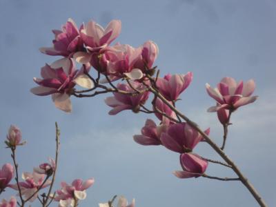 像花儿一样的人生 人生像花儿一样绽放