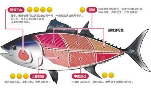 金枪鱼的营养价值 金枪鱼的好吃做法和营养价值
