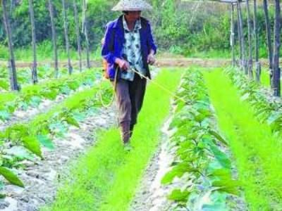 蔬菜农药残留去除 有效去除蔬菜农药残毒的方法