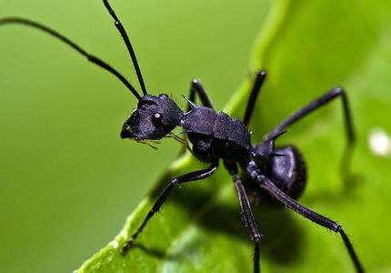 黑蚂蚁吃法 黑蚂蚁的做法