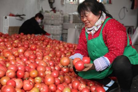 西红柿怎么挑选好 怎样挑选西红柿