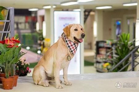 神犬小七2 电视剧 电视剧神犬小七什么时候播出，在哪台播出