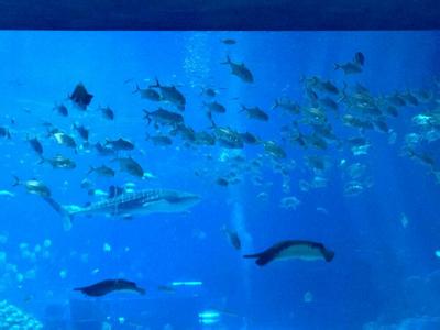 珠海海洋生态馆门票 珠海海洋生态馆