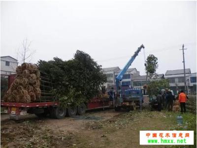 苗木栽植技术 苗木运输栽植技术