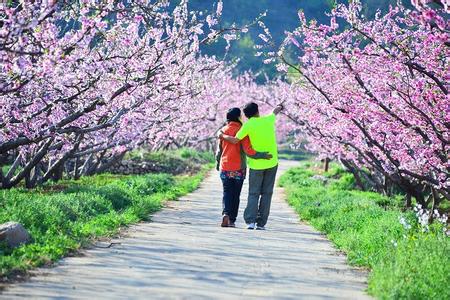 清明节 平谷桃花 清明平谷享受在桃花海中穿梭的惬意