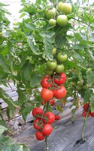 越冬西红柿种植视频 温室西红柿越冬生产的九大注意事项