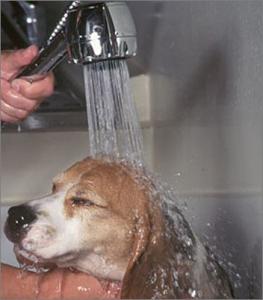 比格犬幼犬 怎么给比格犬幼犬洗澡