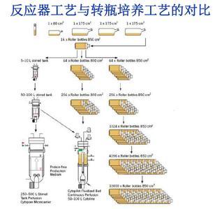 志愿者是什么的载体 什么是学前载体培育？