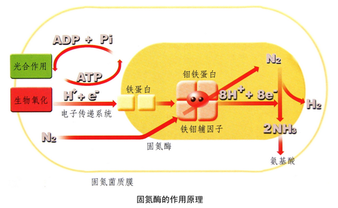 微生物与人类健康论文 微生物与健康关系的论文